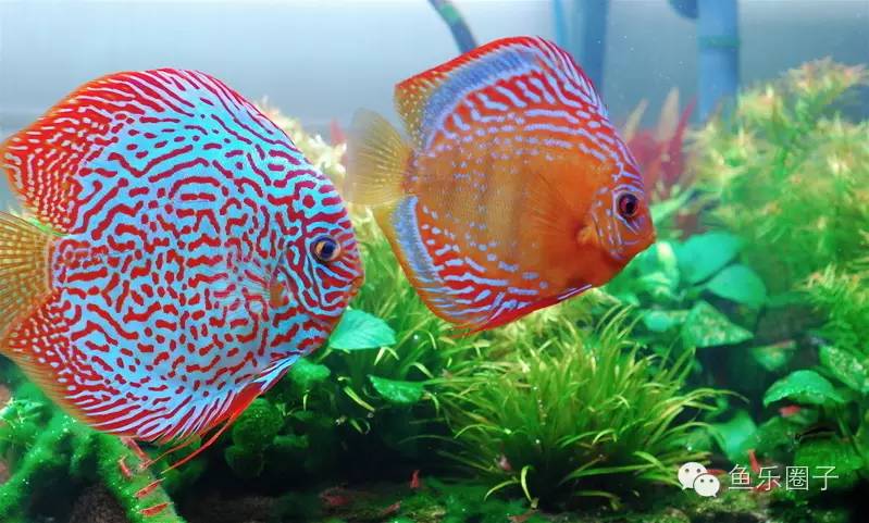 神仙七彩魚怎么養_七彩神仙魚_神仙七彩魚圖片