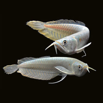 養魚銀龍好還是七彩神仙魚好呢_銀龍魚怎么養_魚缸養銀龍魚視頻