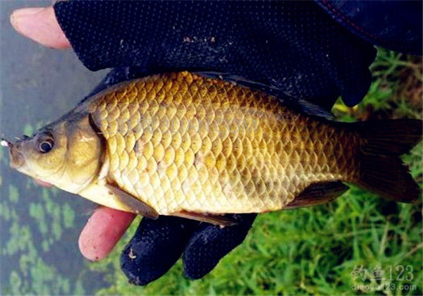冬天野釣鯽魚怎么調漂最好？鯽魚的正確方法