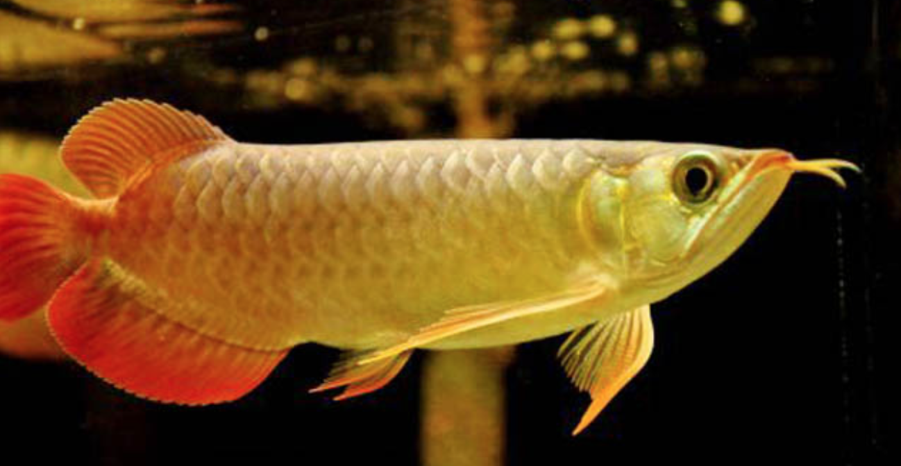 辣椒紅龍魚_辣椒紅龍_辣椒紅龍魚一般多少錢