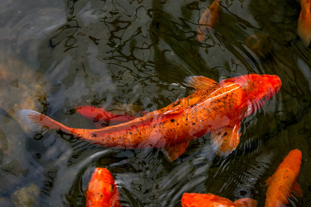 辣椒紅龍_辣椒紅龍魚一般多少錢_辣椒紅龍魚