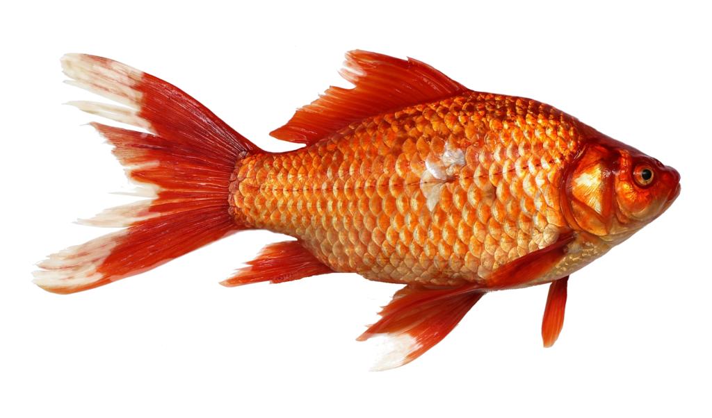 辣椒紅龍_辣椒紅龍魚_辣椒紅龍魚一般多少錢