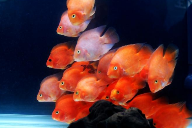 銀龍魚怎么養_魚缸養銀龍魚視頻_養魚銀龍好還是七彩神仙魚好呢