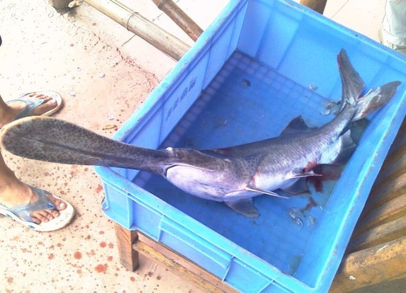鴨嘴魚_魚鴨嘴村_魚鴨嘴獸