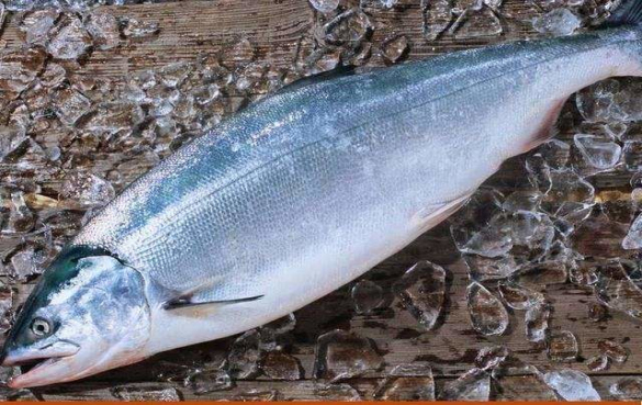 魚鴨嘴村_鴨嘴魚_魚鴨嘴獸