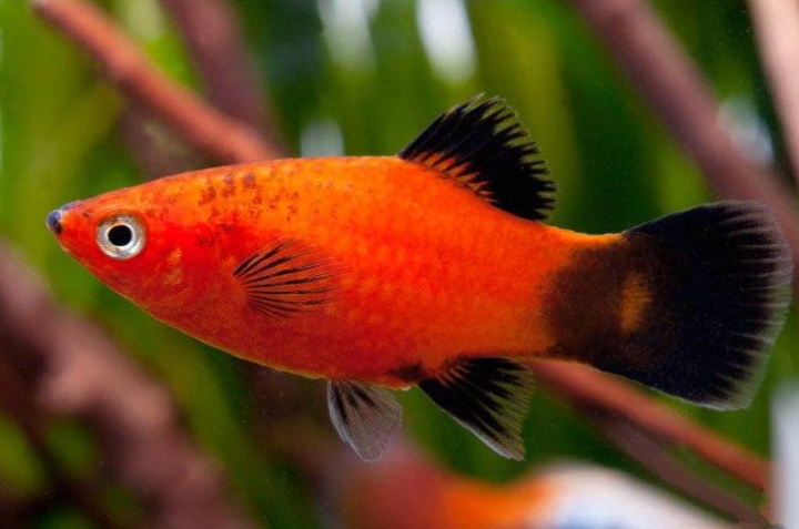 鴨嘴魚的池塘精養、混養魚有哪些優點？