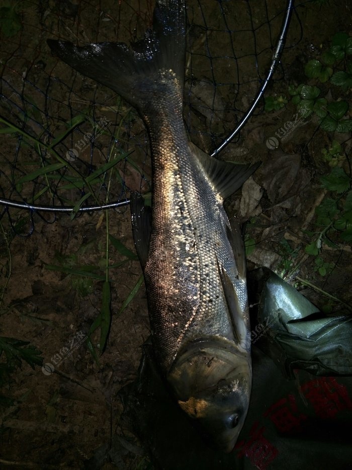 釣魚秋天技巧視頻教程_秋天釣魚秘訣_秋天釣魚技巧