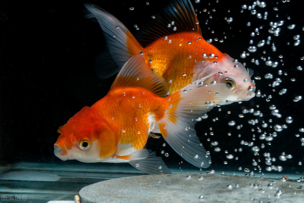 鴨嘴魚的養殖條件有哪些？怎么選擇魚？