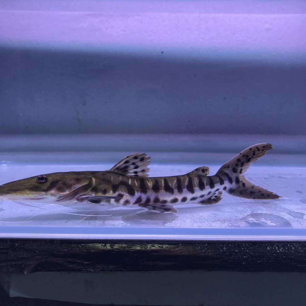 鴨嘴魚_魚鴨嘴村_魚鴨嘴獸