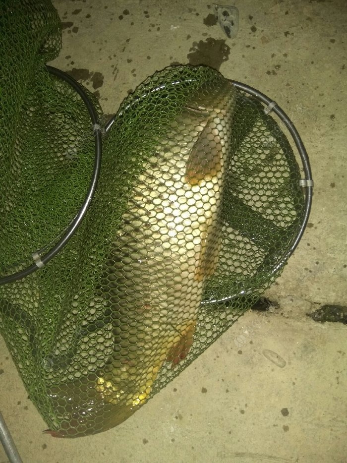 野釣鯽魚調漂最佳方法_鯽魚釣法技巧野釣_鯽魚最佳方法野釣調漂技巧