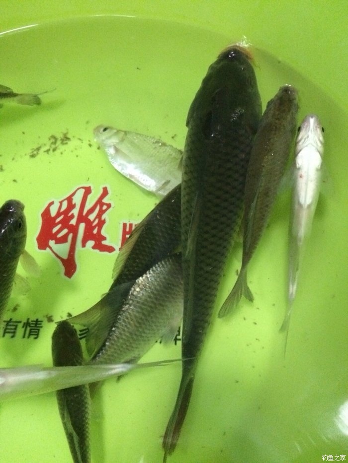 鯽魚釣法技巧野釣_鯽魚最佳方法野釣調漂技巧_野釣鯽魚調漂最佳方法