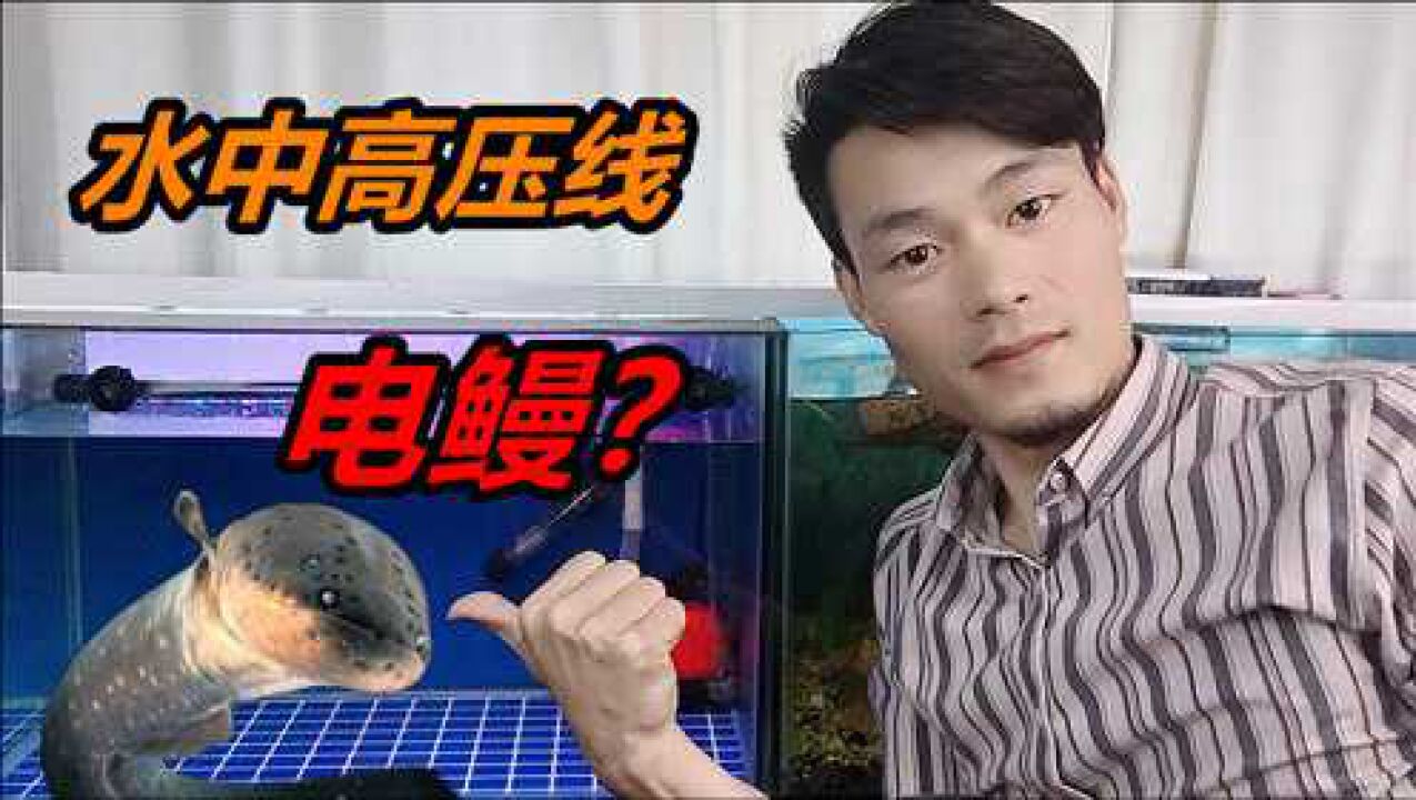 電鰻最高能放出800伏的電，那么電鰻能電死人嗎