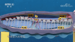 電鰻會放電，電鰻能電死人嗎？答案在這里！