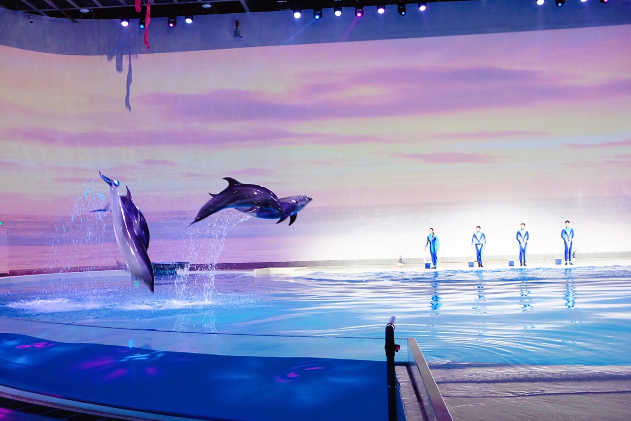 （與鯊共眠）上海海洋水族館參觀之旅