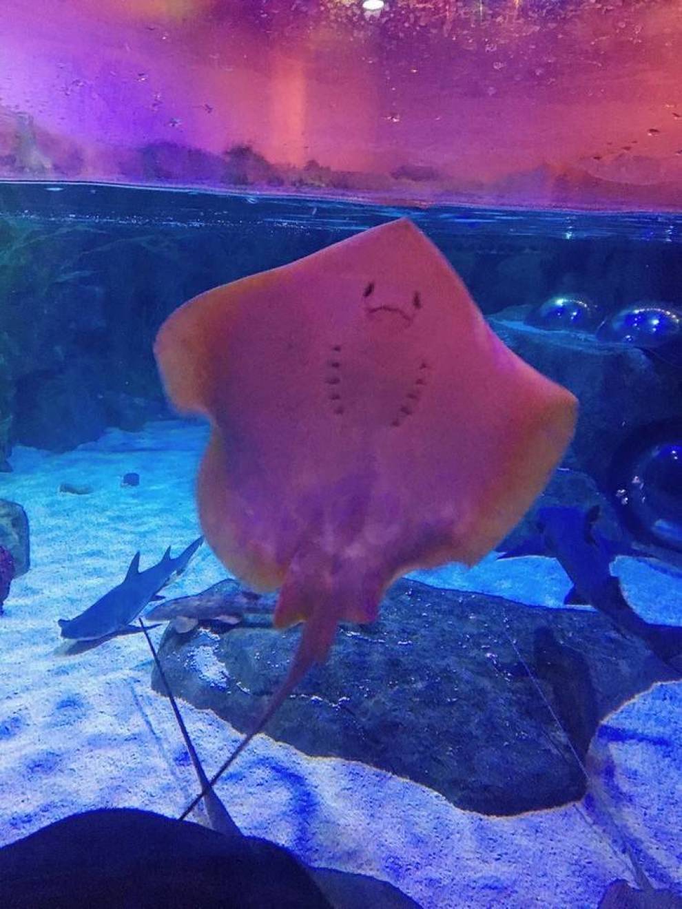 海洋水族館_海洋水族館官網_海洋水族館好玩嗎