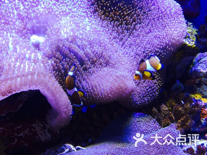 海洋水族館官網_海洋水族館_海洋水族館好玩嗎