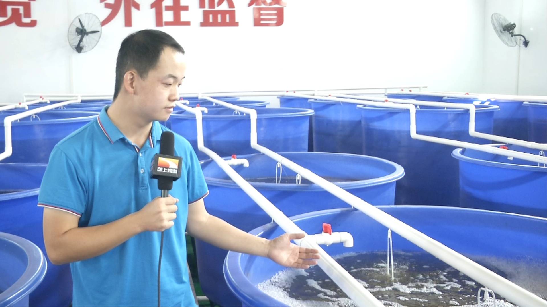 基圍蝦好吃還是河蝦好吃_基圍蝦河蝦還是海蝦_基圍蝦是海蝦還是河蝦