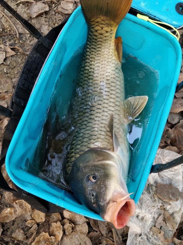 釣鯉魚技巧方法圖解_釣鯉魚技巧方法視頻_釣鯉魚的方法和技巧