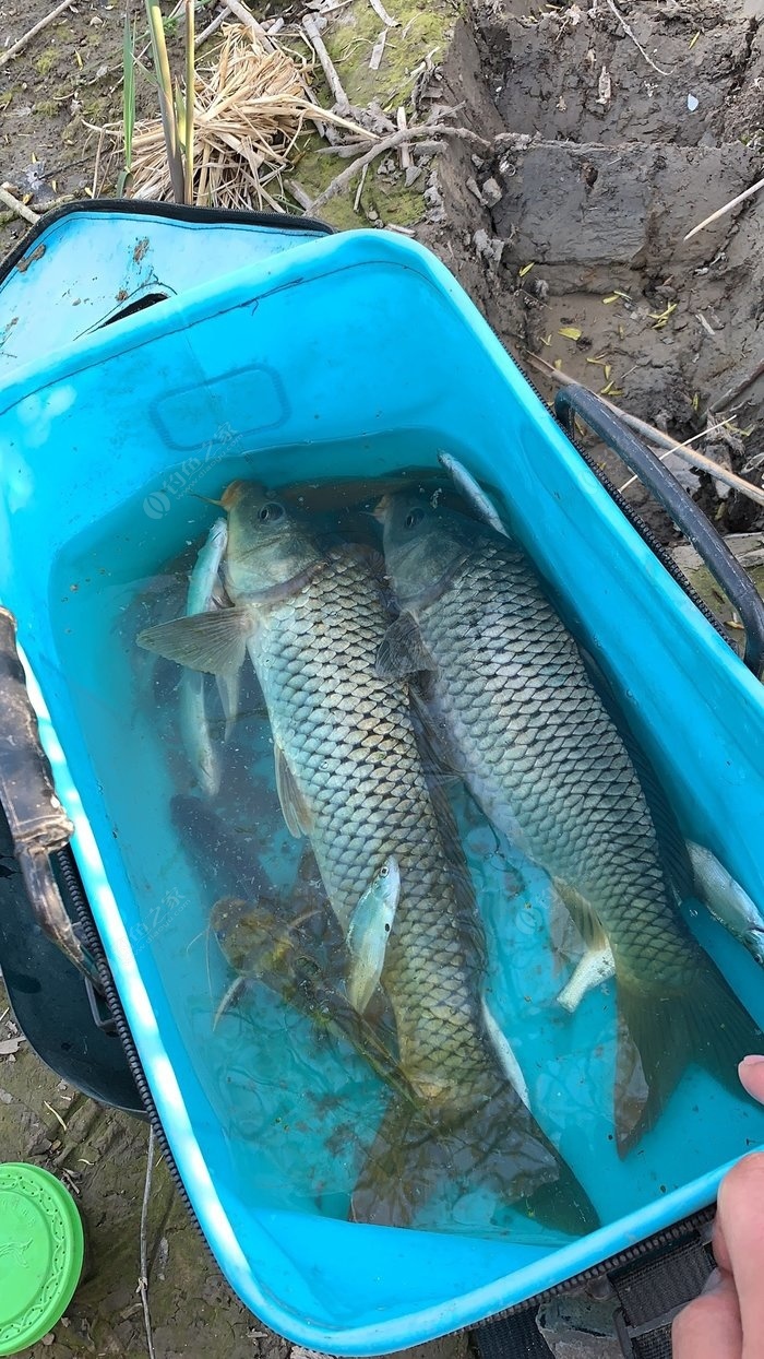 江湖黑坑壹號魚竿好用嗎_江湖黑坑魚護多少錢_黑坑江湖