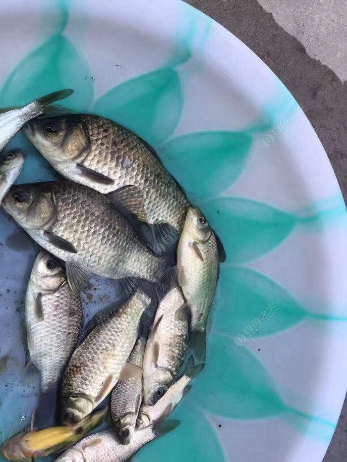 江湖黑坑壹號魚竿好用嗎_江湖黑坑魚護多少錢_黑坑江湖