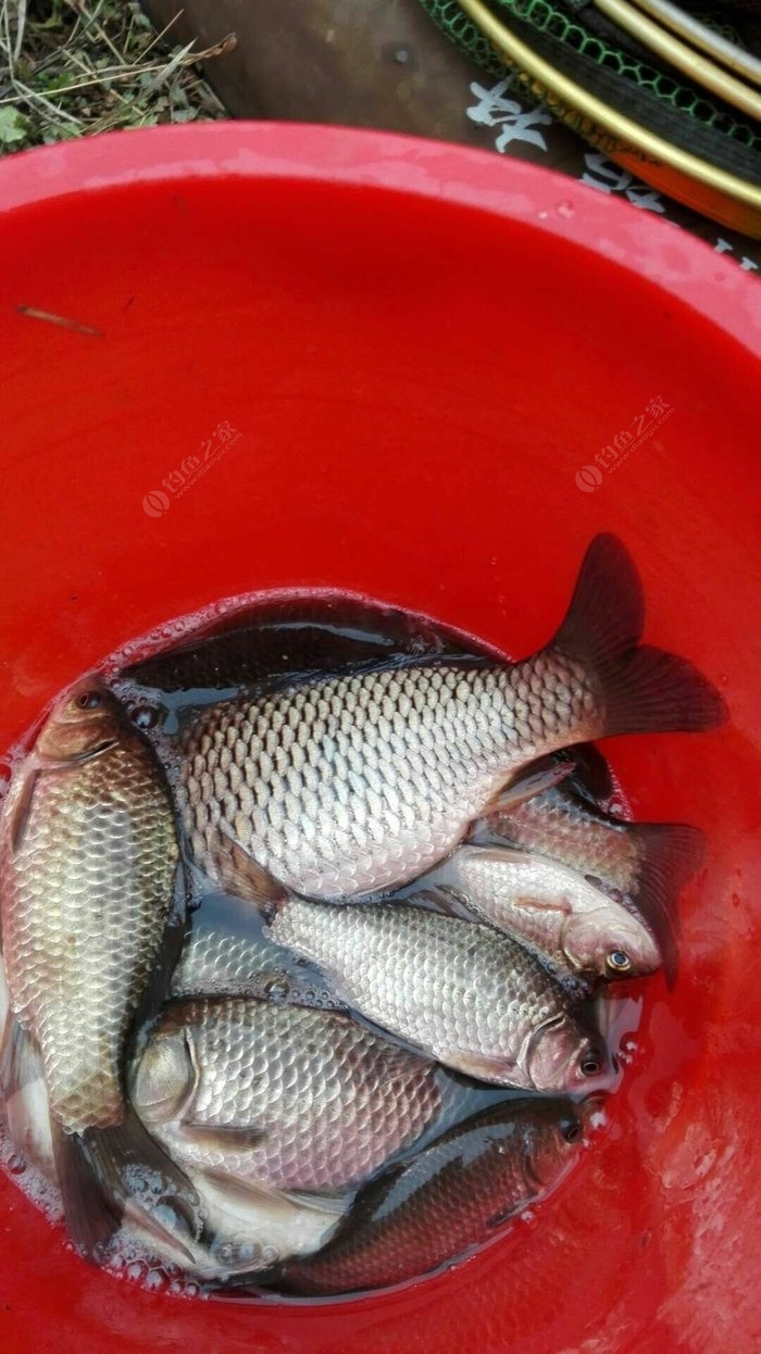 牛尾巴魚_牛尾巴魚別名_牛尾巴魚叫什么名字
