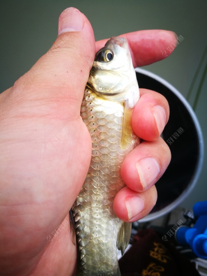 黑坑江湖_江湖黑坑一號_江湖黑坑一號魚竿好用嗎