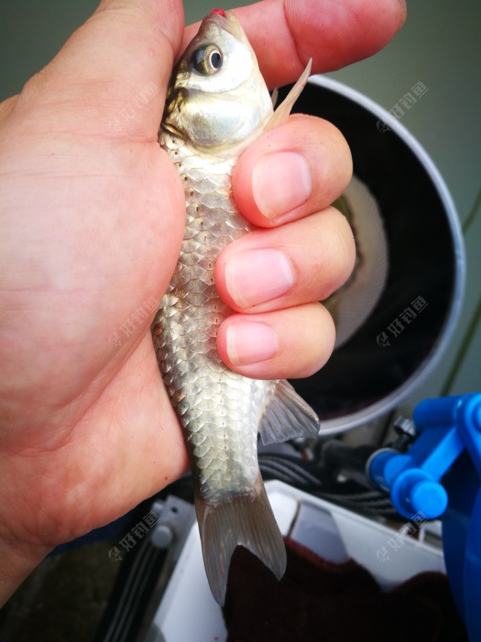 黑坑江湖_江湖黑坑一號_江湖黑坑一號魚竿好用嗎
