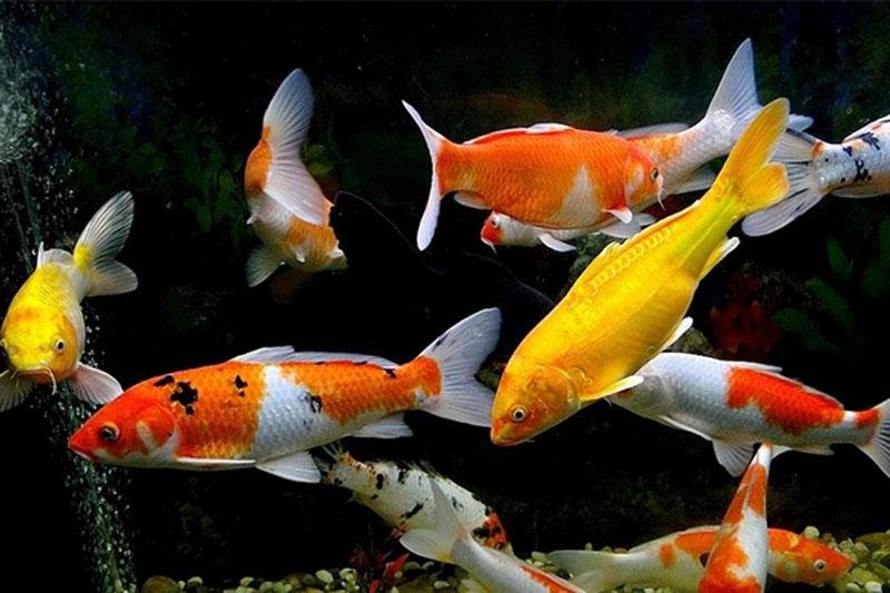 錦鯉魚苗圖片_錦鯉魚苗_錦鯉魚苗一年能長多大