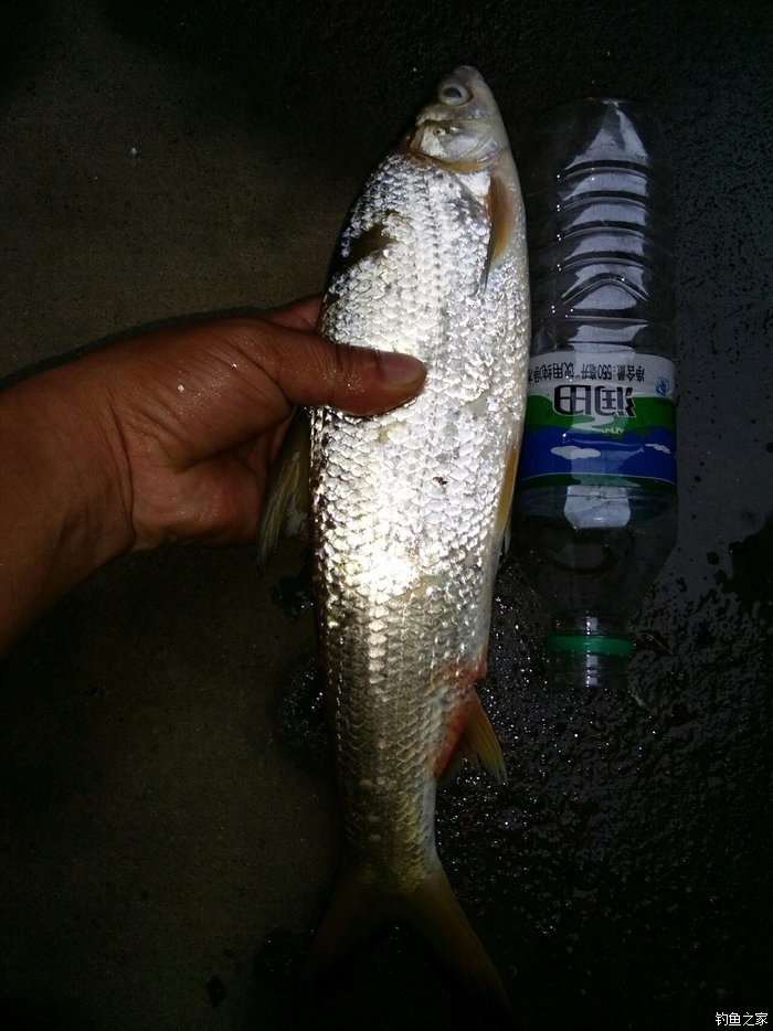 牛尾巴魚_牛尾巴的魚_牛尾巴魚叫什么名字