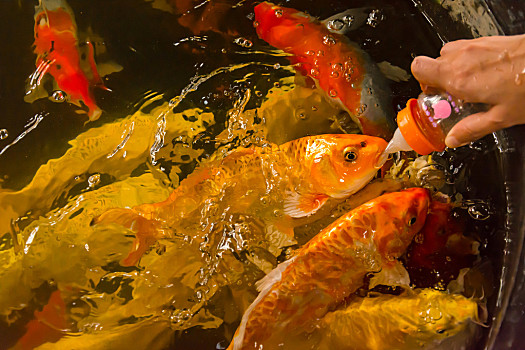 錦鯉魚苗_錦鯉魚苗一年能長多大_錦鯉魚苗批發多少錢一斤