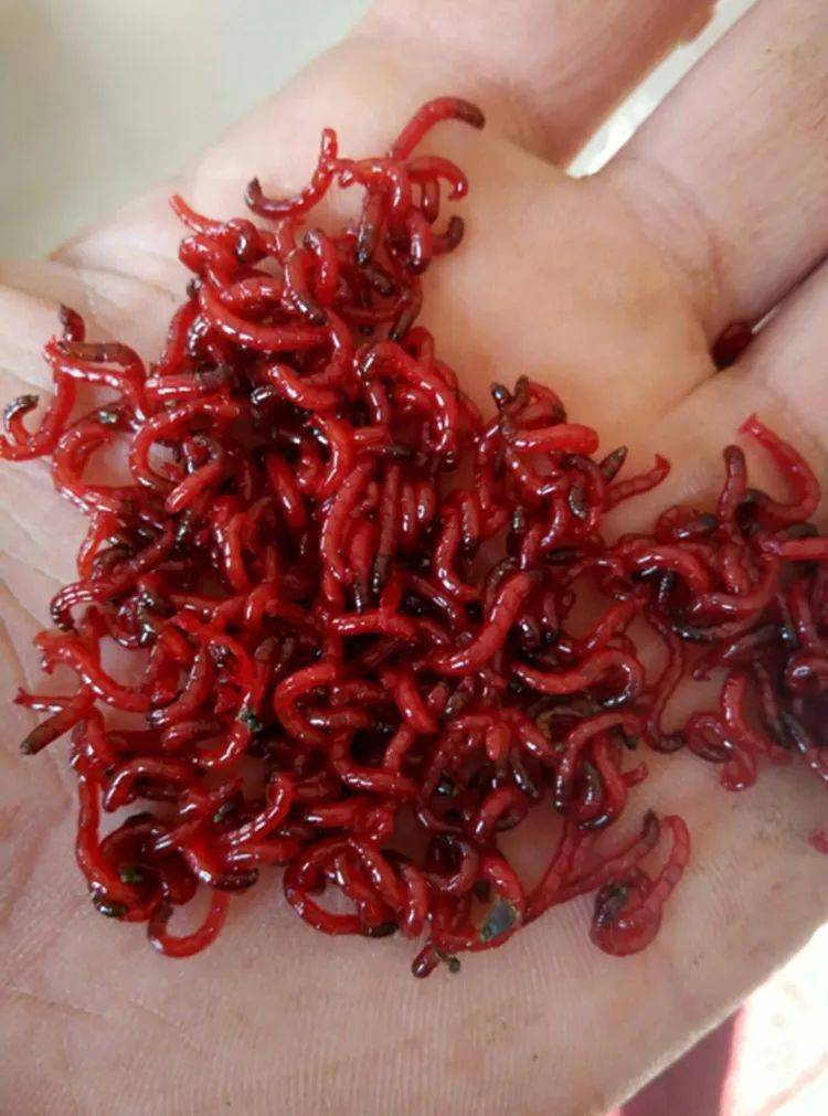 紅蟲釣魚_釣魚紅蟲怎么掛鉤_釣魚紅蟲有毒嗎