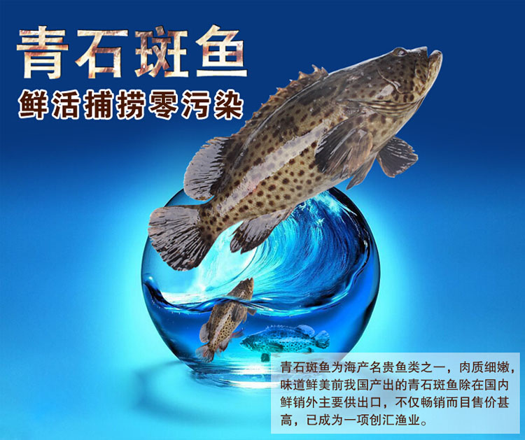 各種石斑魚價格表_2021年石斑魚價格_石斑魚價格走勢