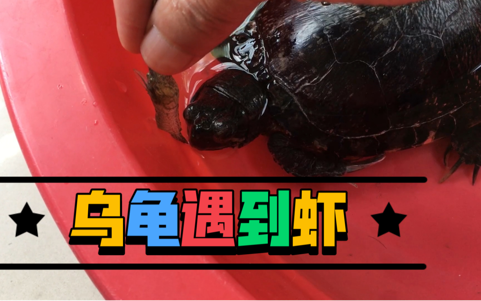 烏龜食物吃什么_烏龜食物吃到嘴里又吐出來_烏龜吃什么食物