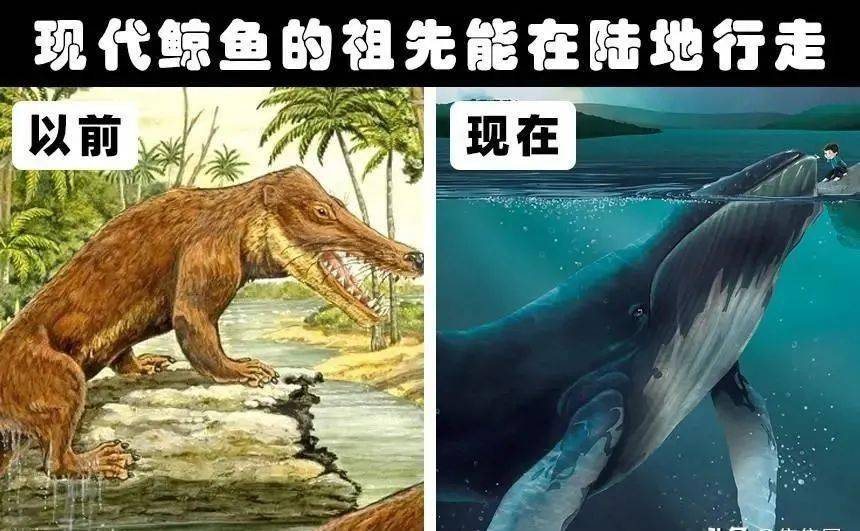 關于鯨的資料_鯨資料50字_鯨資料介紹