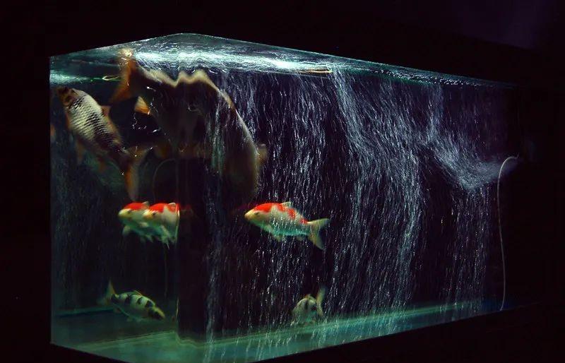 慈世堂：家里養魚對風水好該養幾條