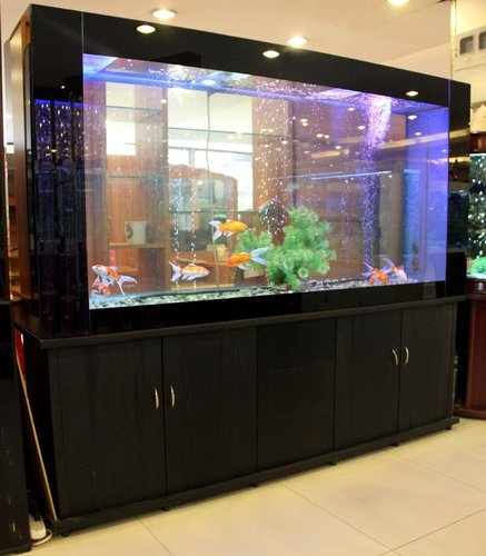 養魚養幾條好_養魚的條_養魚條數和風水