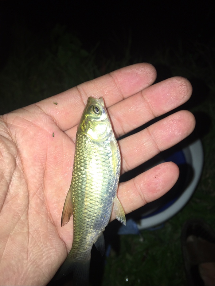 草魚用什么魚餌最好釣_釣草魚用餌料_釣草魚魚餌好用嗎