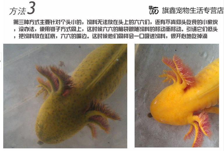 龍魚能和豬鼻龜混養嗎年，首次登上世界自然基金會公布十大瀕危物種的前十名