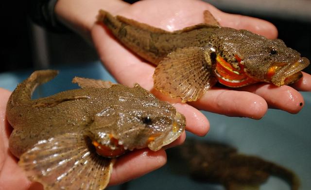 澳洲星點龍和銀龍魚選哪個好_澳洲星點龍魚_澳洲星點龍魚缸多大可以養