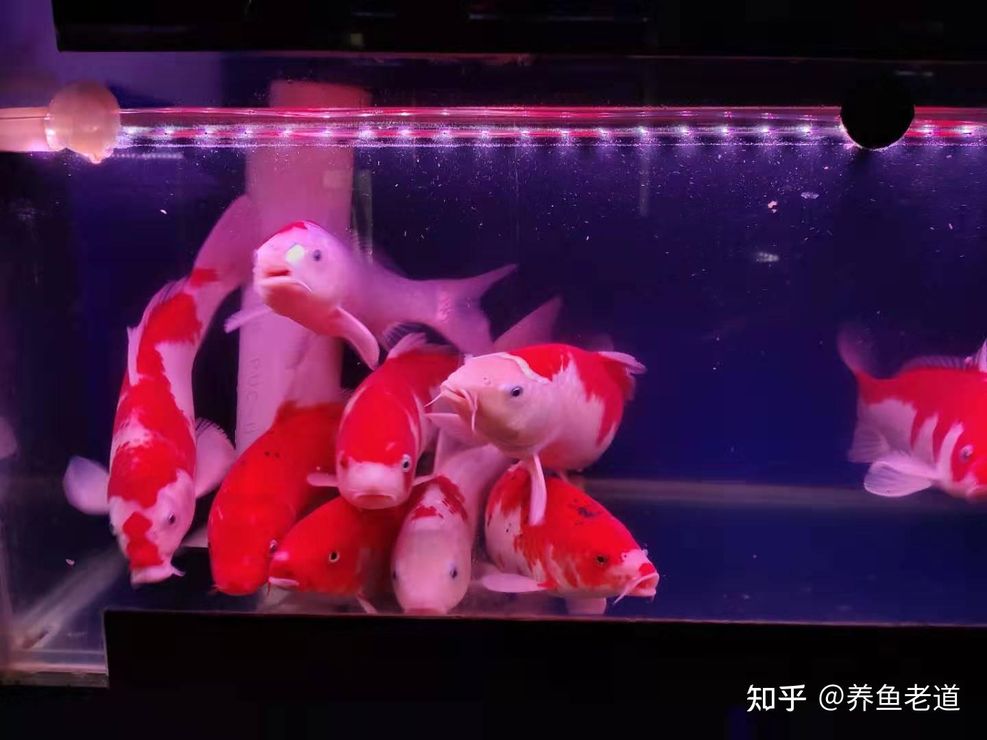 養的錦鯉死了有寓意嗎_養錦鯉死容易得病嗎_錦鯉怎么養才不容易死