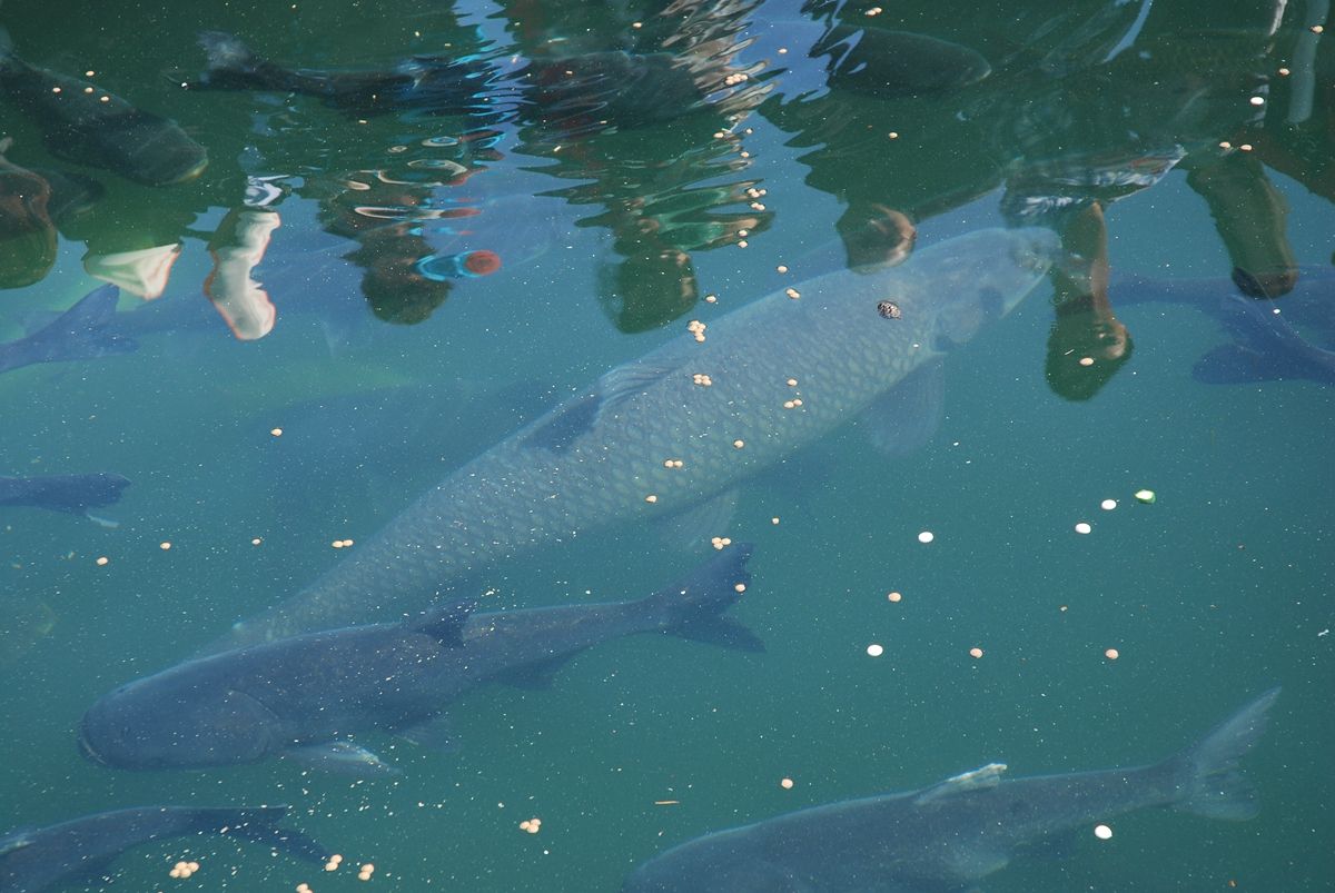 青魚養殖_養殖青魚一年能長多少斤_養殖青魚一年可以長多少斤肉