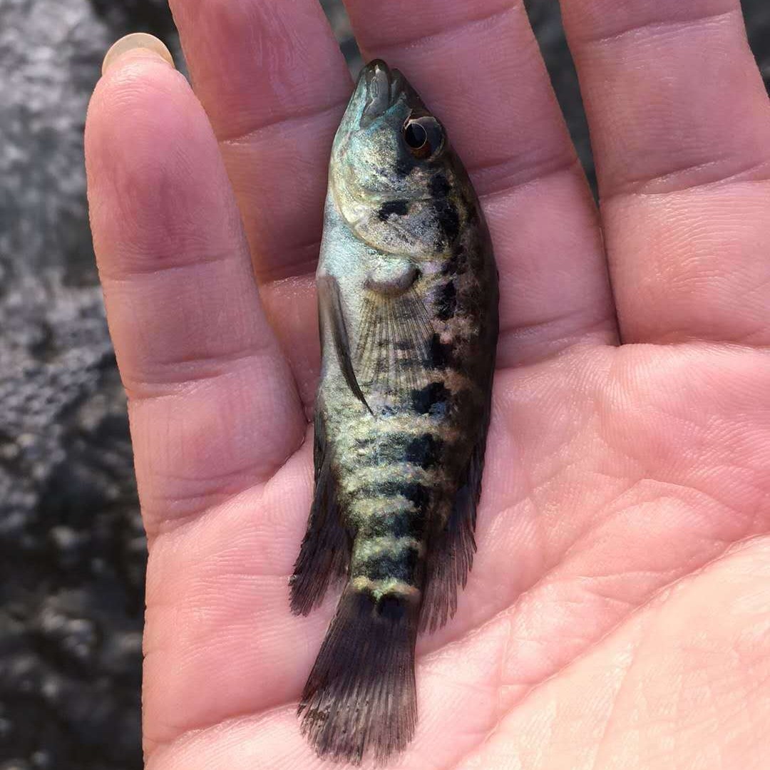 桂花魚的功效與作用，你知道幾種？！