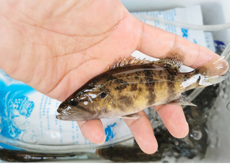 魚桂花是什么_桂花魚是什么魚_桂魚花的好處
