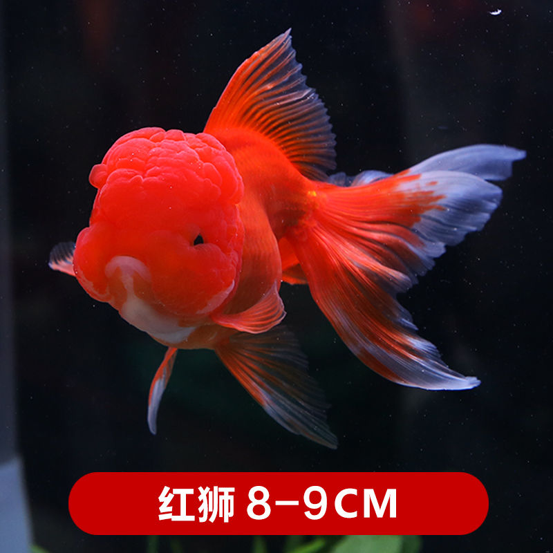 羅漢魚品種排名_羅漢魚品相_羅漢魚品種