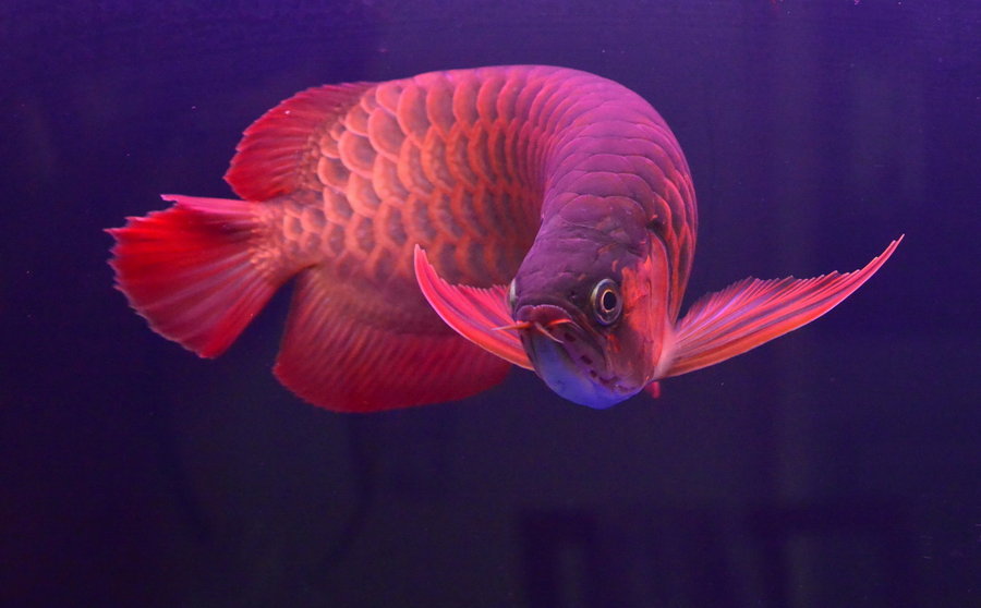 羅漢魚品種排名_羅漢魚品相_羅漢魚品種