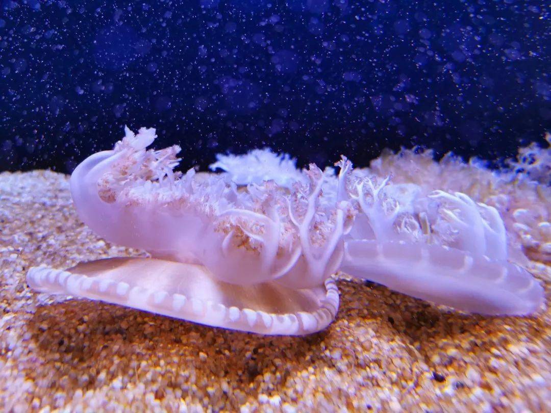 盤點那些曾被人類大規模捕殺使其滅絕的動物
