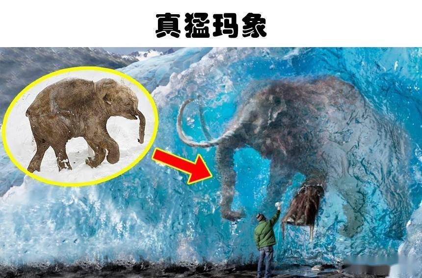 史德拉海牛 世界上大約每一小時就能消失一種動物，能夠復活嗎？
