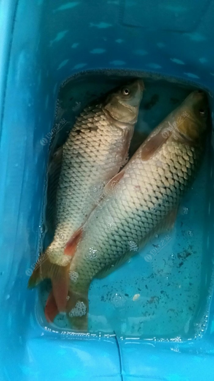 釣鯉魚餌料配方釣鯉魚魚餌配_釣鯉魚餌料配方_釣鯉魚配方餌料怎么配