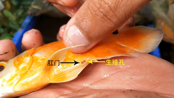 倒刺鲃魚_云南倒刺鲃_光倒刺鲃