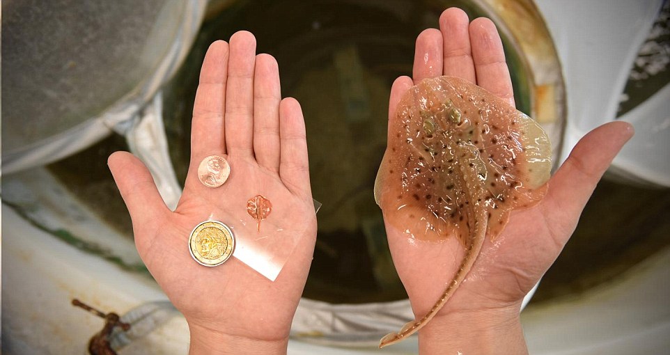 巨型鯰魚_巨型鯰魚圖片_湄公河巨型鯰魚